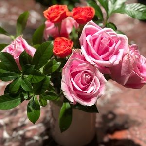 Meet your Posher, Sophie